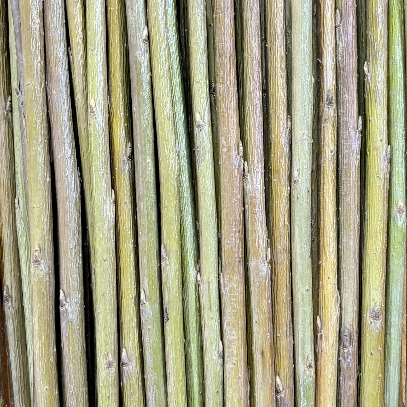 Jagiellonka Basketry Willow.jpg