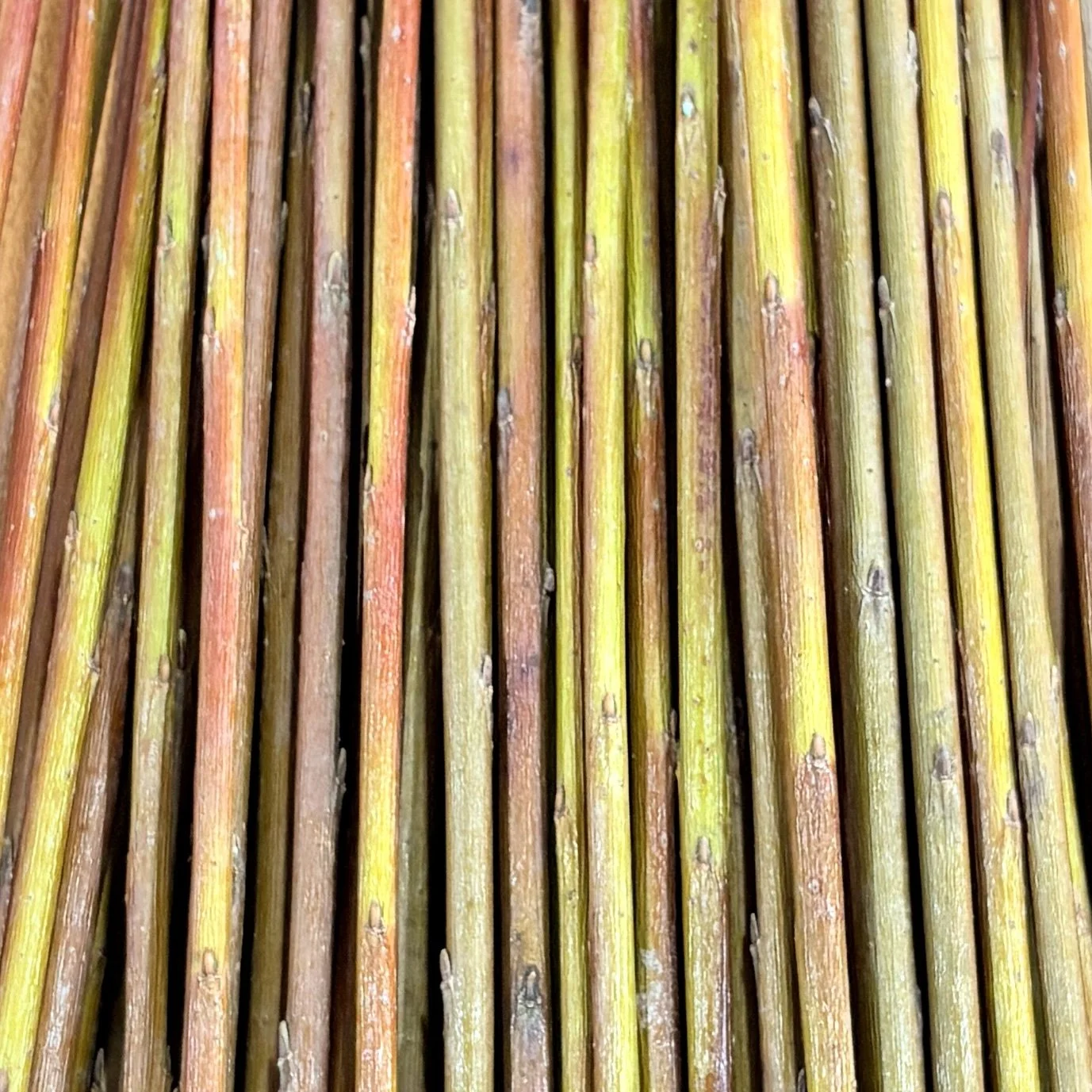 Dicky Meadows Basketry Willow.jpg