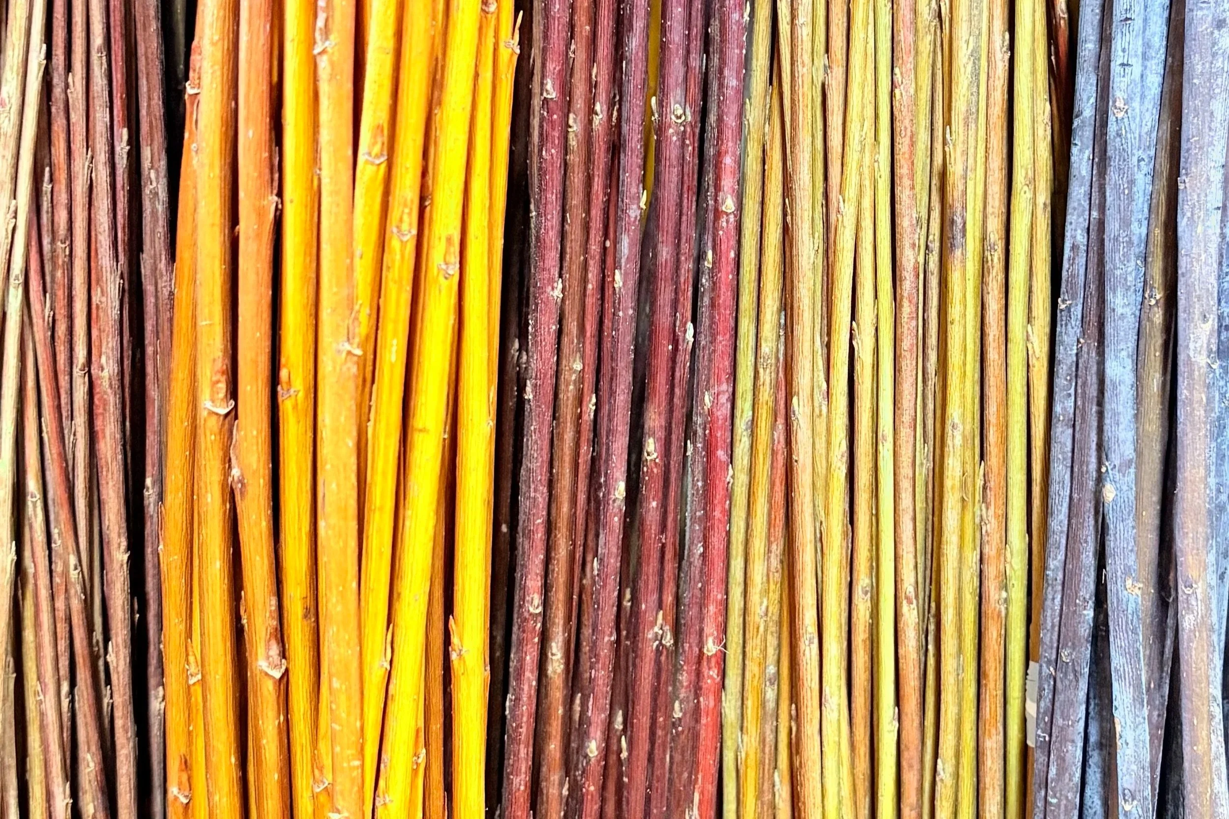 Living the Willow Dream