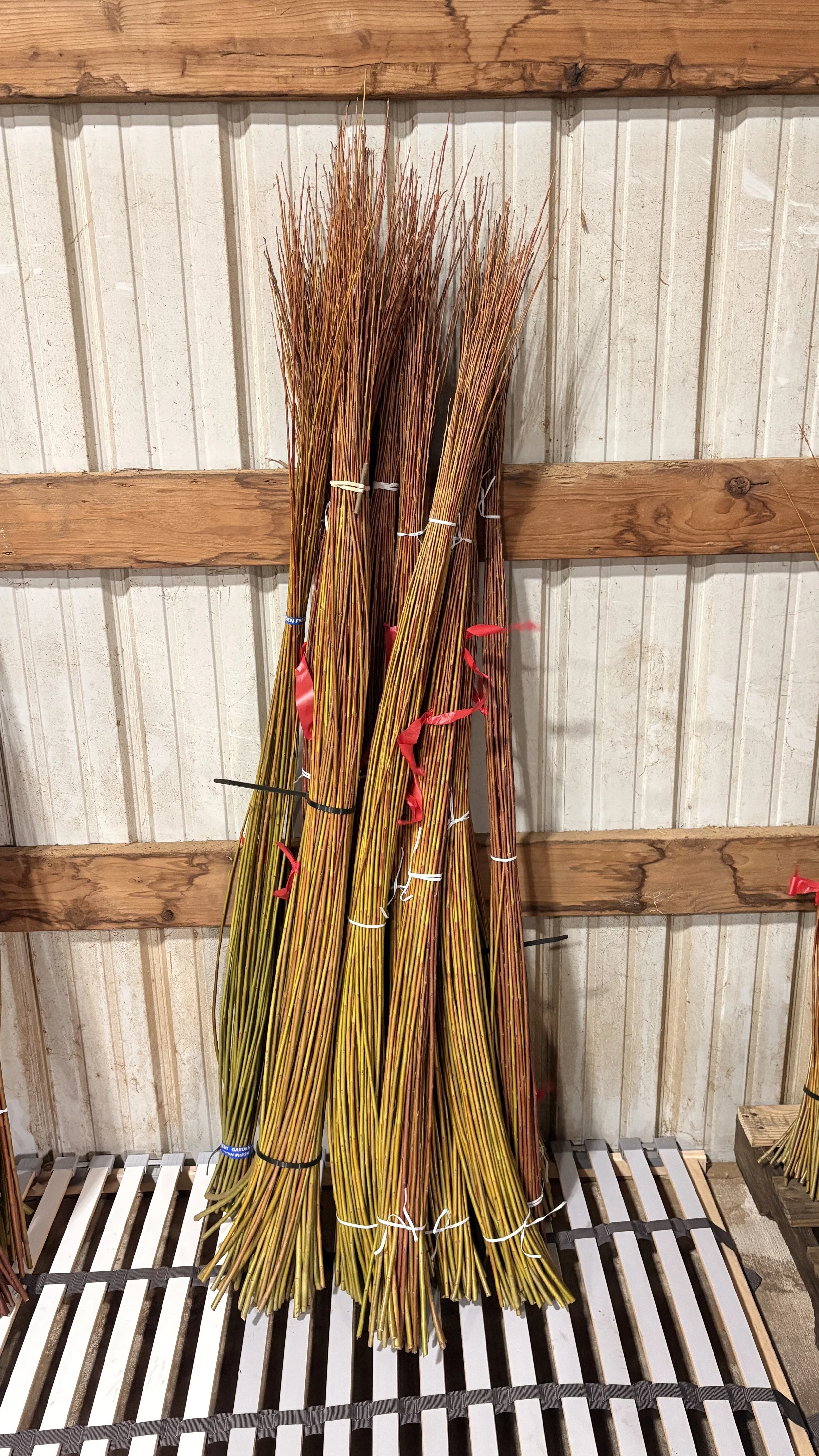4-5ft Basketry Willow