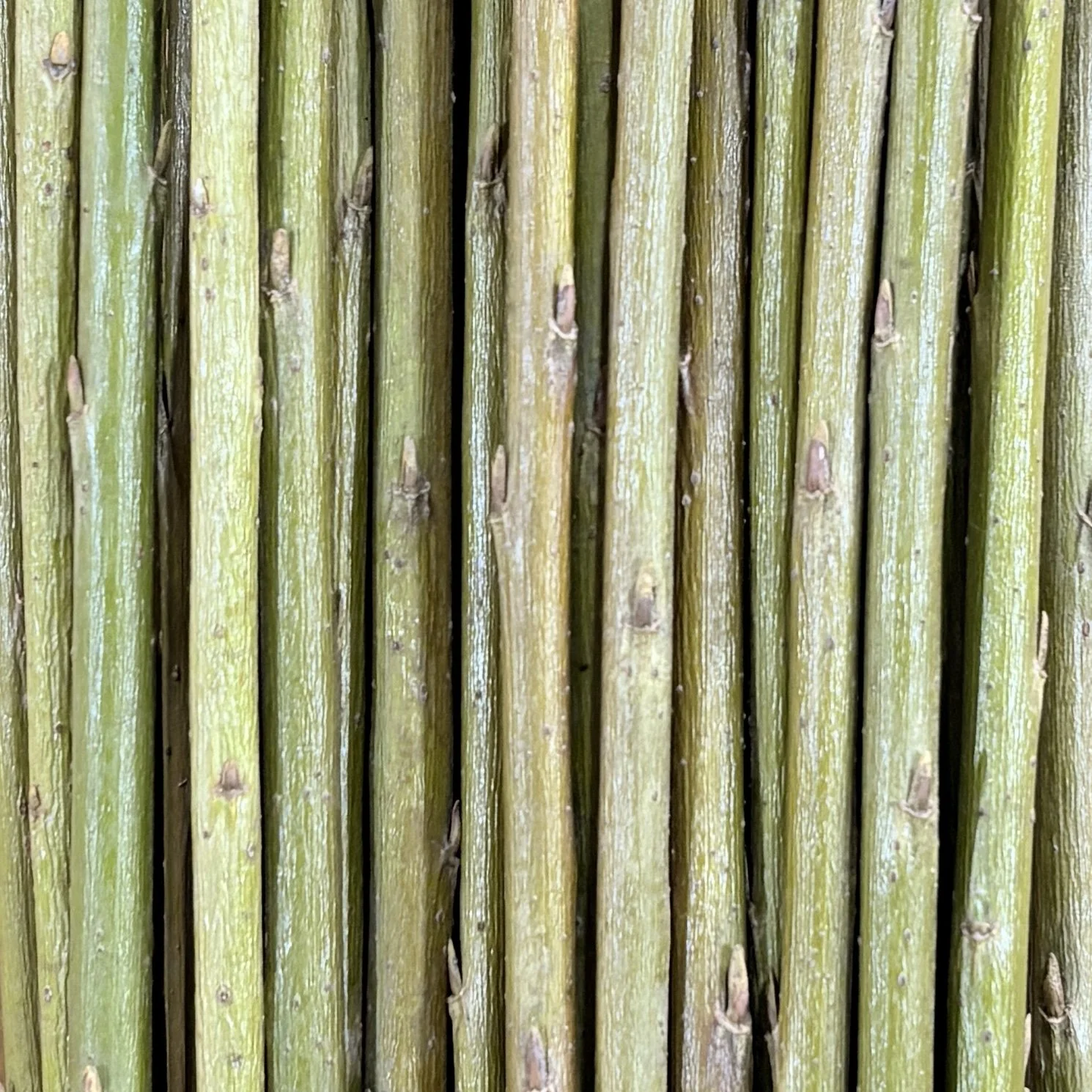 Goldstones Basketry Willow.jpg