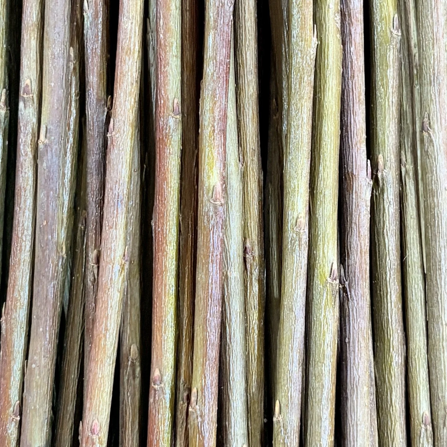 Daphnoides Basketry Willow.jpg