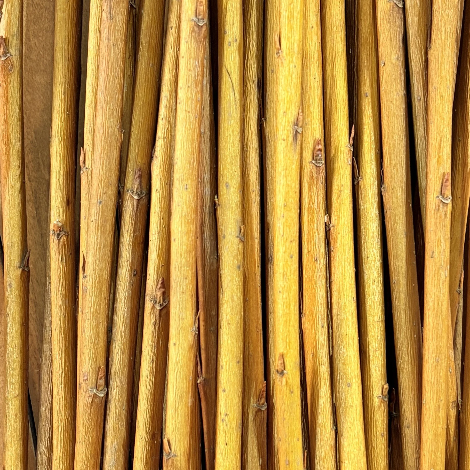 Fransgeel Rood Basketry Willow.jpg
