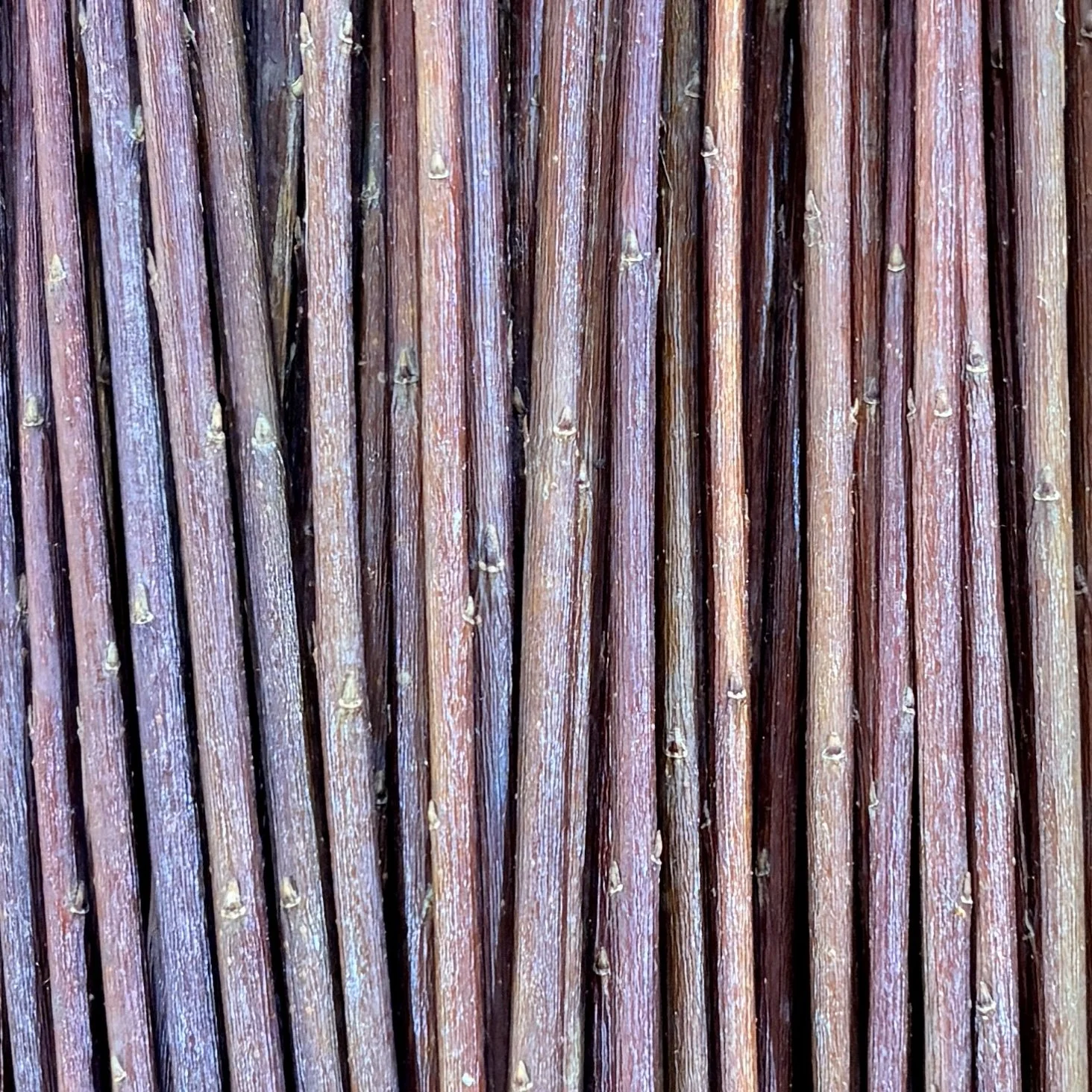 Hutcheson's Red Basketry Willow.jpg