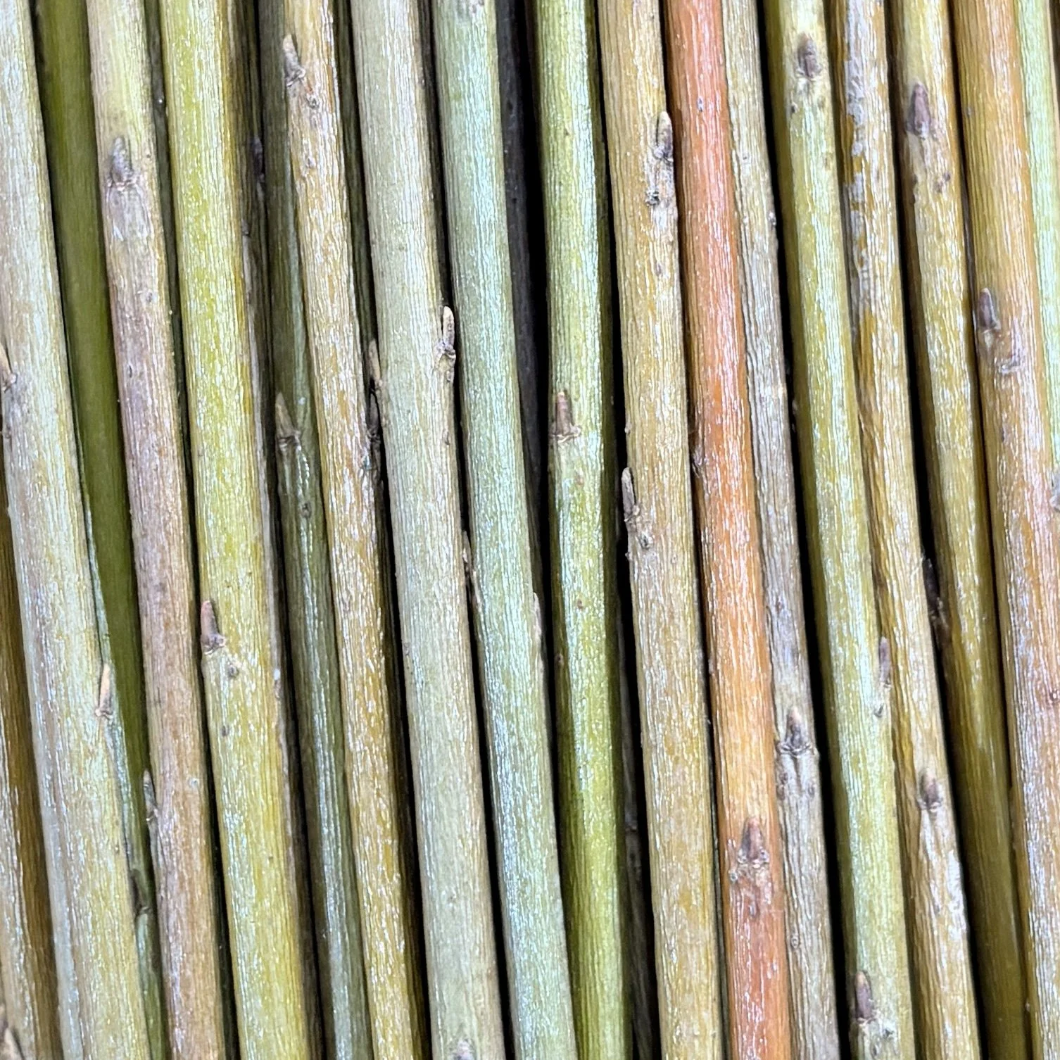 Polish Purple Basketry Willow.jpg