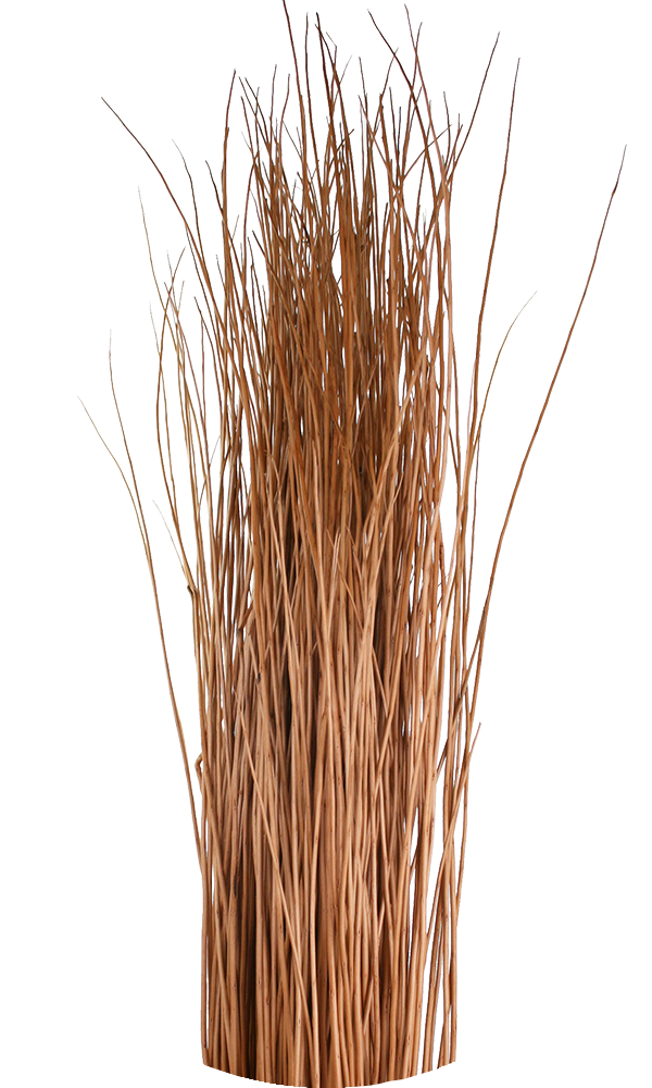 Musgrove Willow Buff 01.png