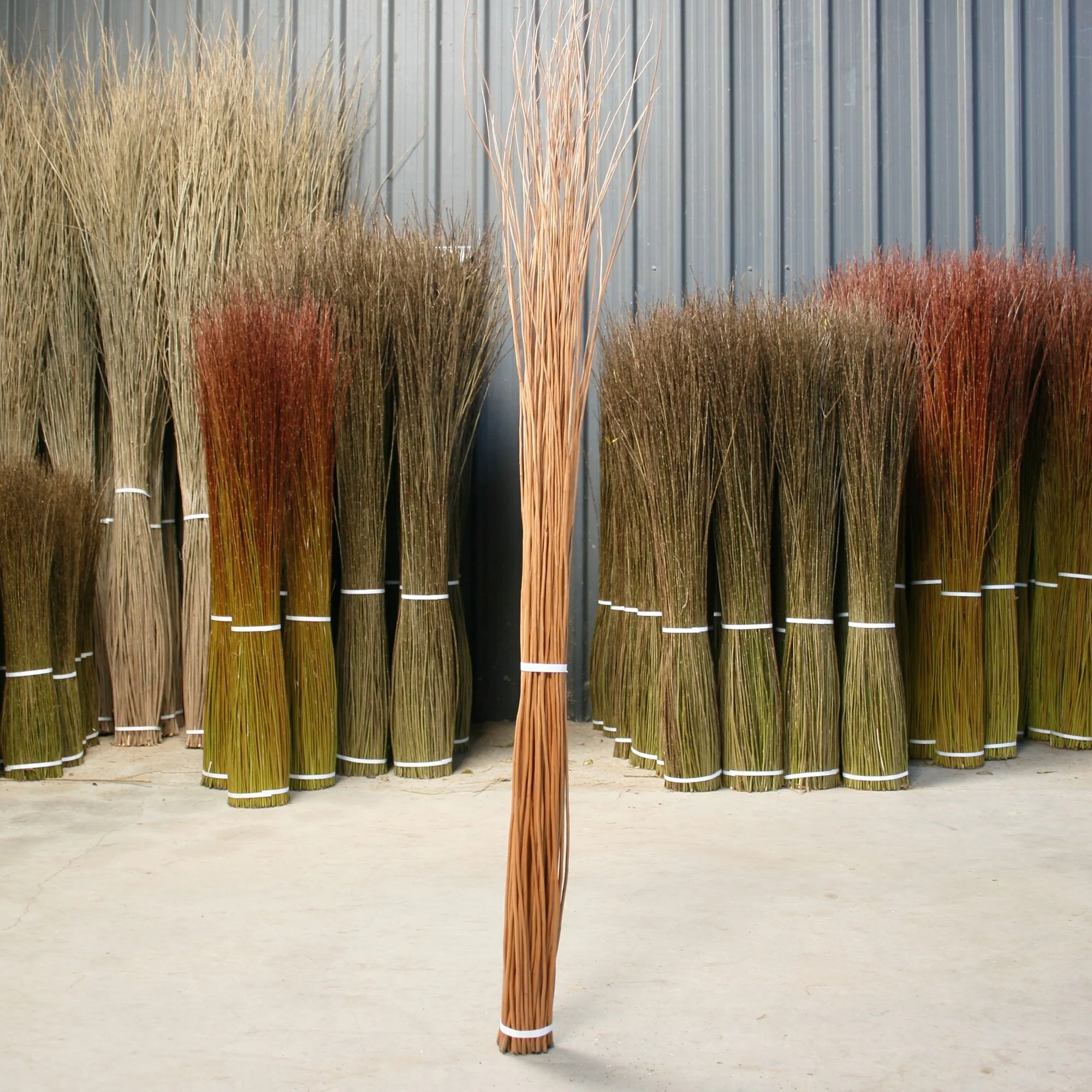Musgrove Willow Buff 02jpg.jpg