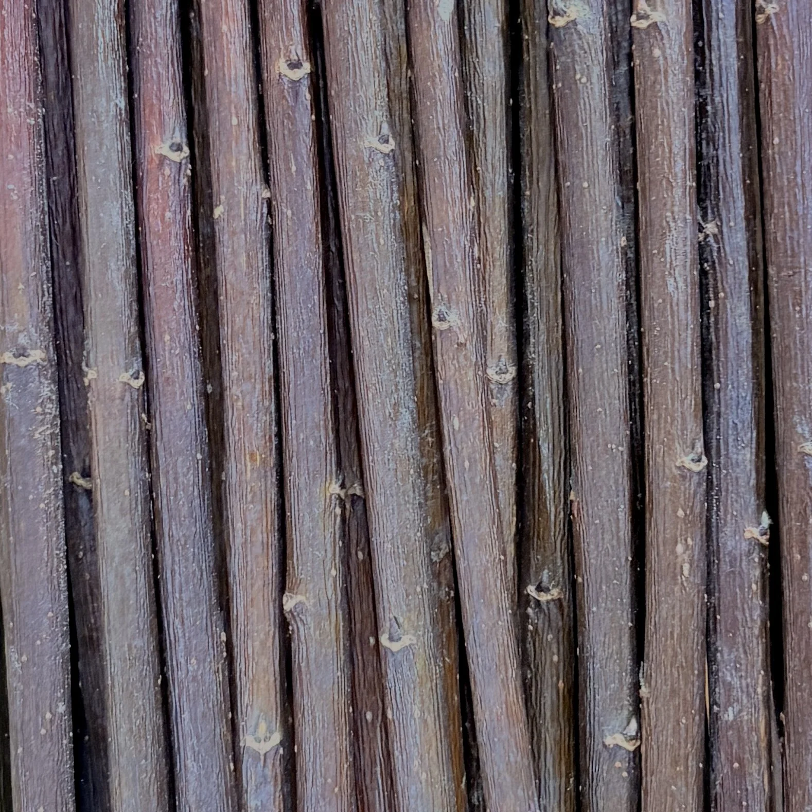 Harrison's Brown Basketry Willow.jpg
