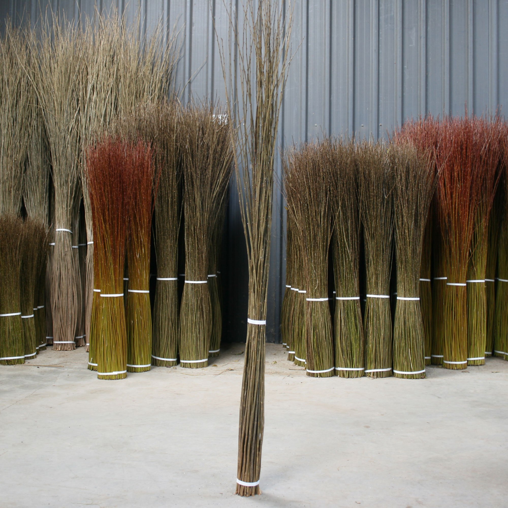 Musgrove Willow Black Maul 04.jpg