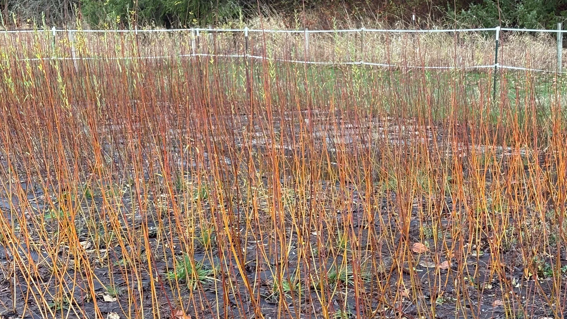 First year basketry willow growth ready for harvest