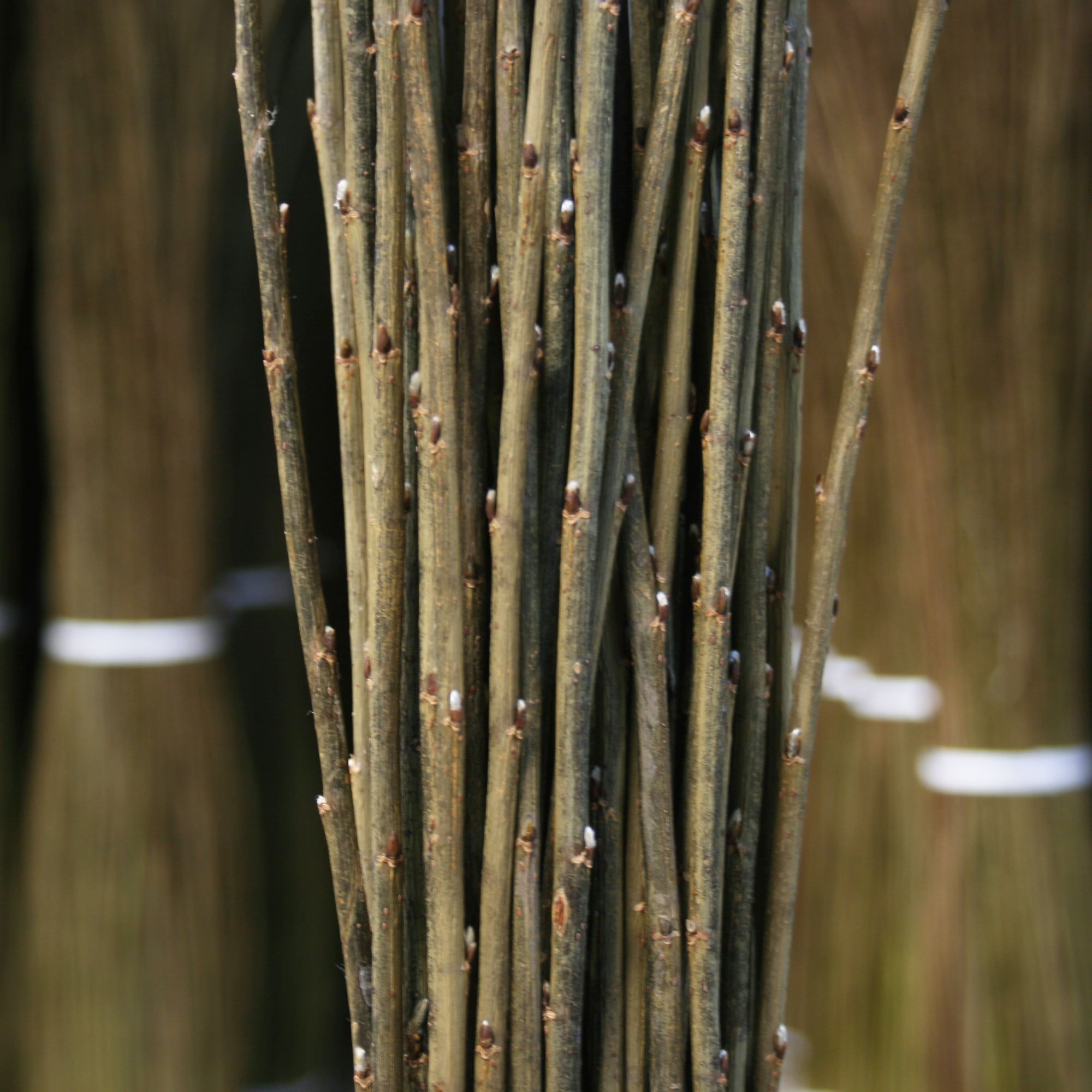 Musgrove Willow Black Maul 02.jpg