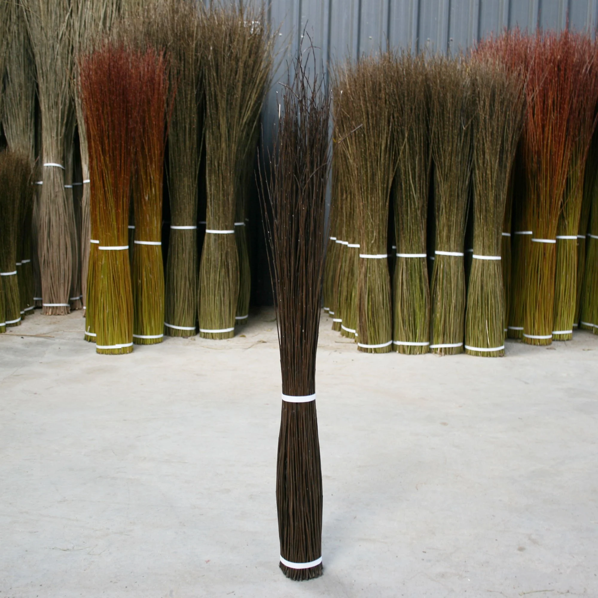 Musgrove Willows' Buff Noir Willow