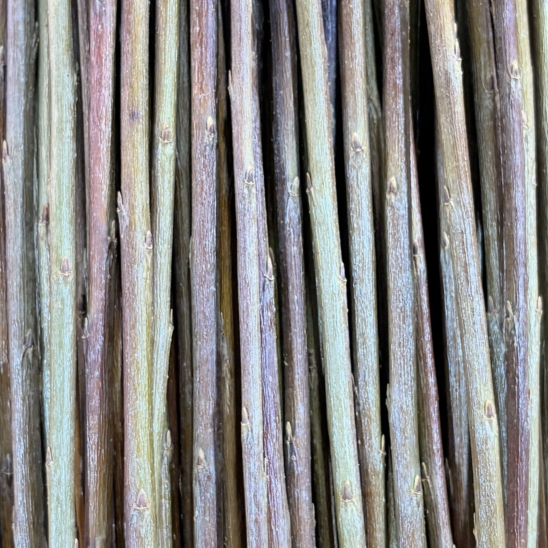 Bleu Basketry Willow.jpg