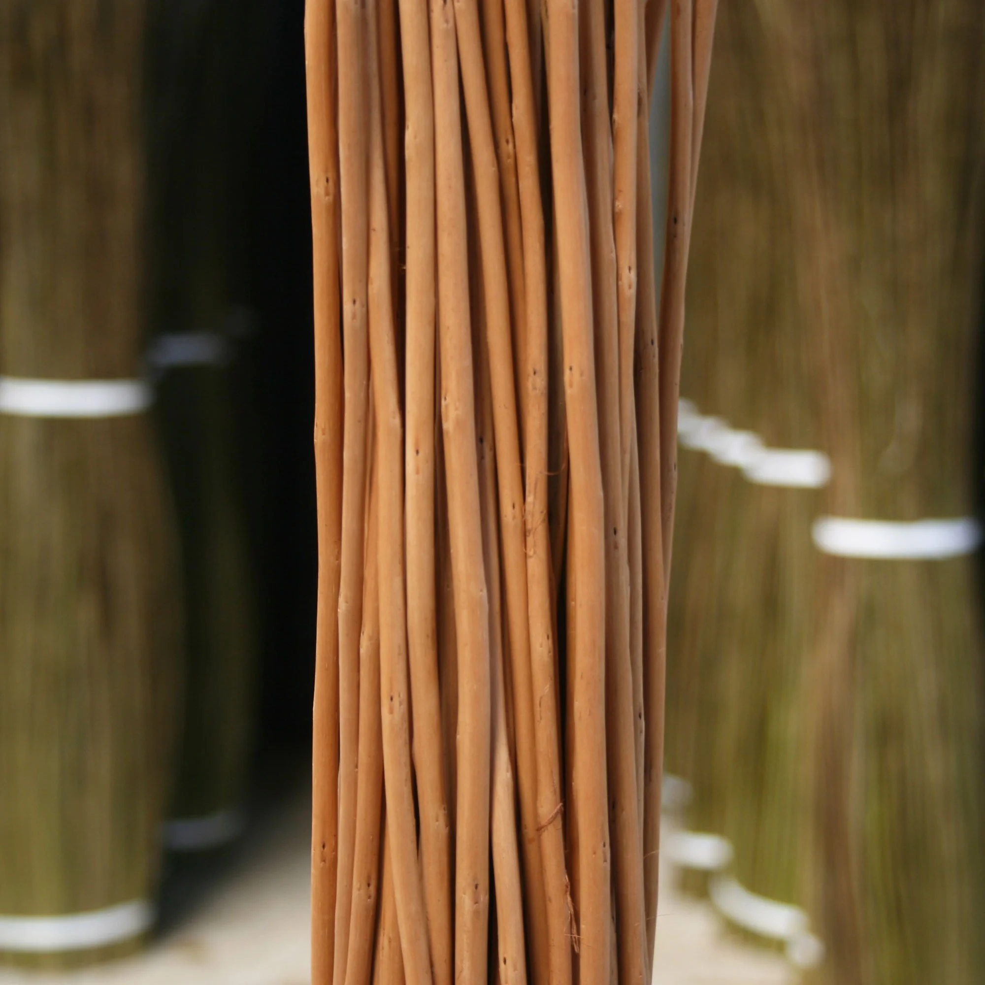 Musgrove Willows' Buff Willow