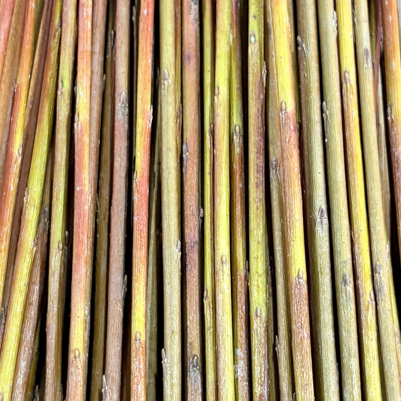 Dicky Meadows Basketry Willow.jpg
