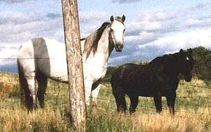 Smokey and Blue in the pasture