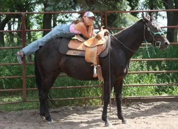 Jill and Midget - in training