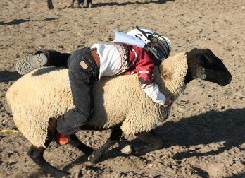Douglas - Mutton busting
