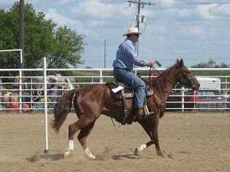 David on Talon - Poles