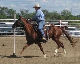 David on Talon - Poles