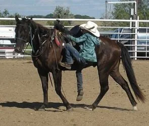Lexi on Midget - Musical Chairs