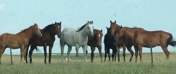 "The Boys" - July 2013