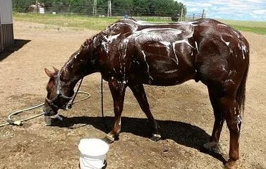 Butch - a bath afterwards