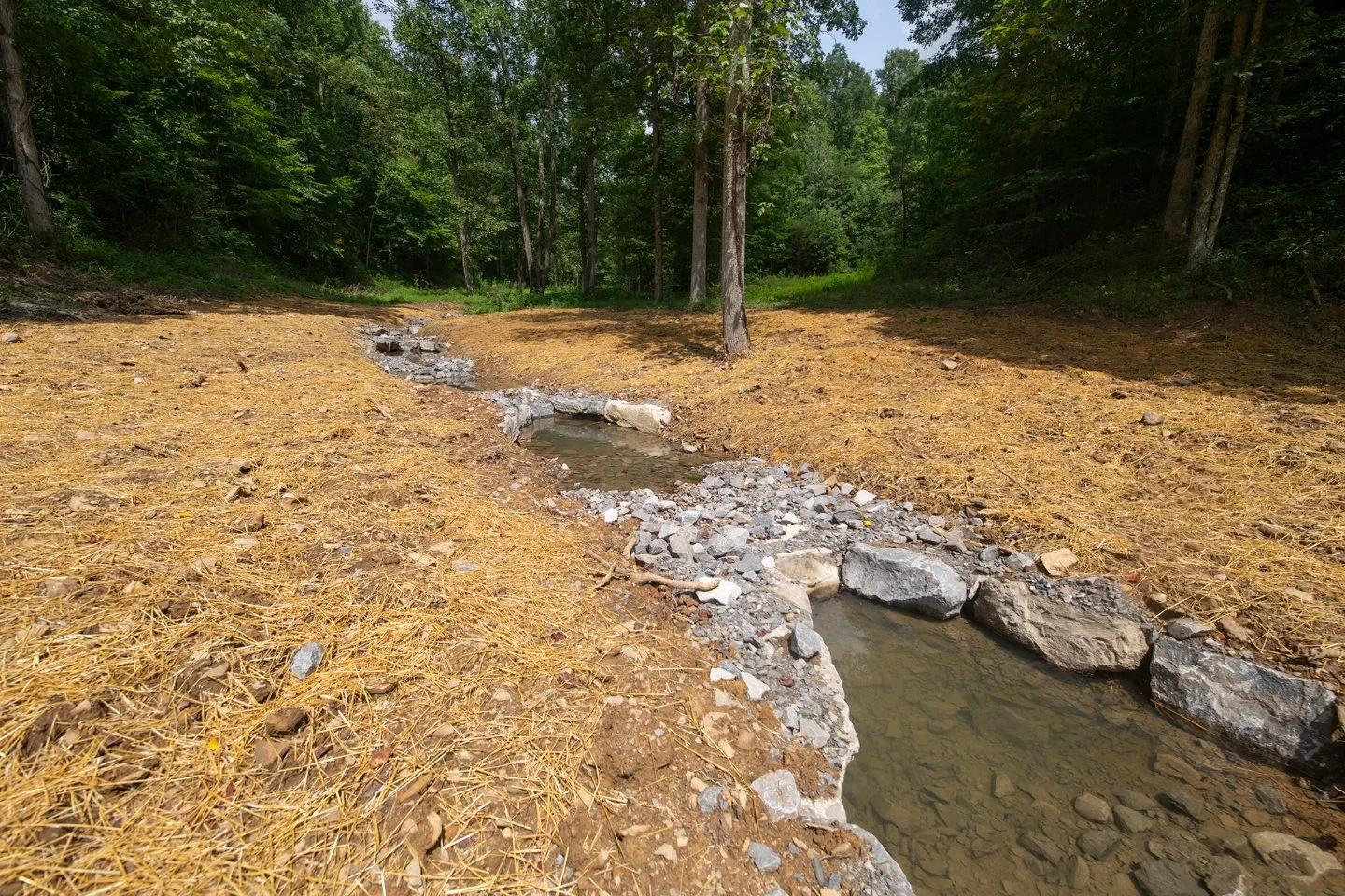 Wolf Branch