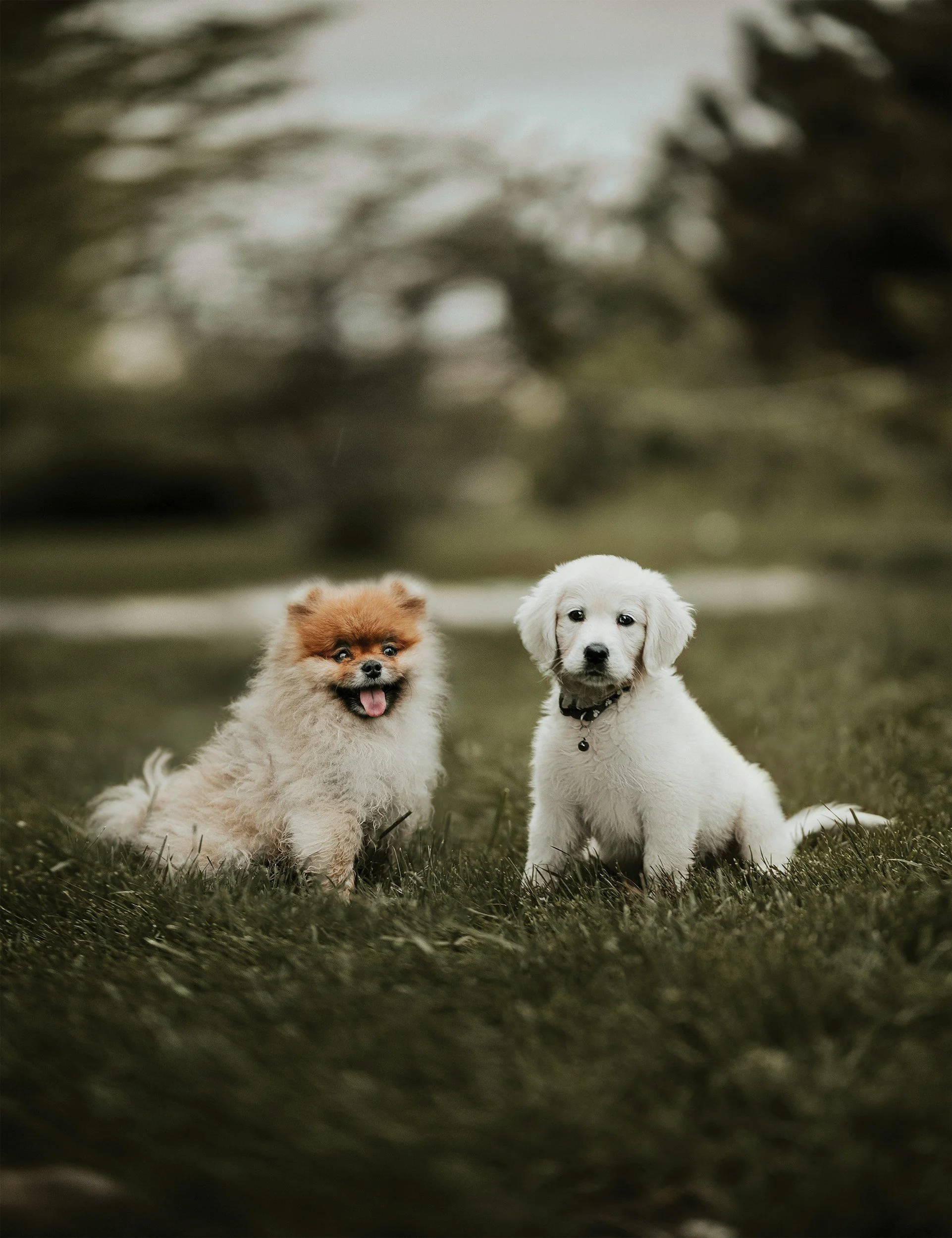 Two puppies, one fluffy brown Pomeranian and one white retriever, sitting on grass outdoors with blurred trees in the background.