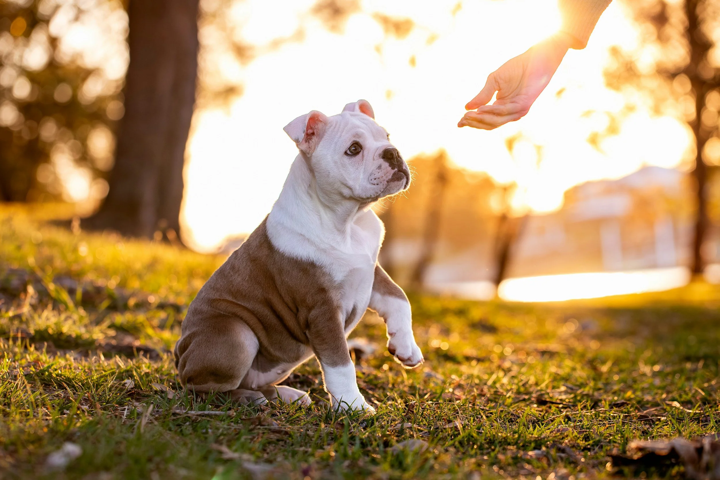 A puppy sitting on grass with a person reaching out their hand towards it, outdoor setting at sunset.