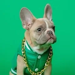 A French Bulldog wearing a green jacket and gold chain necklace.