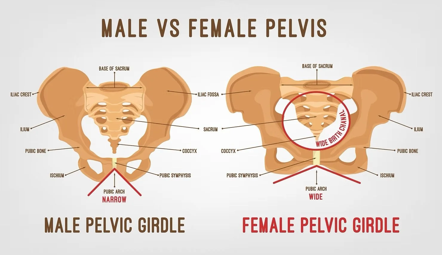 “In and Up” Made Simple: Breathing, Core Pressure &amp; Pelvic Floor Health for Women and Men