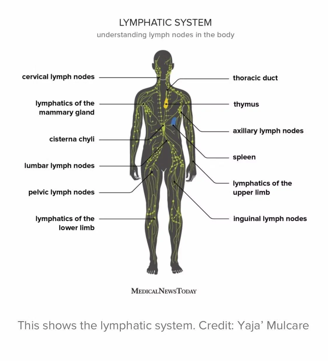 Pilates for Natural Lymphatic Detoxification: Strengthen Your Muscles, Boost Your Health