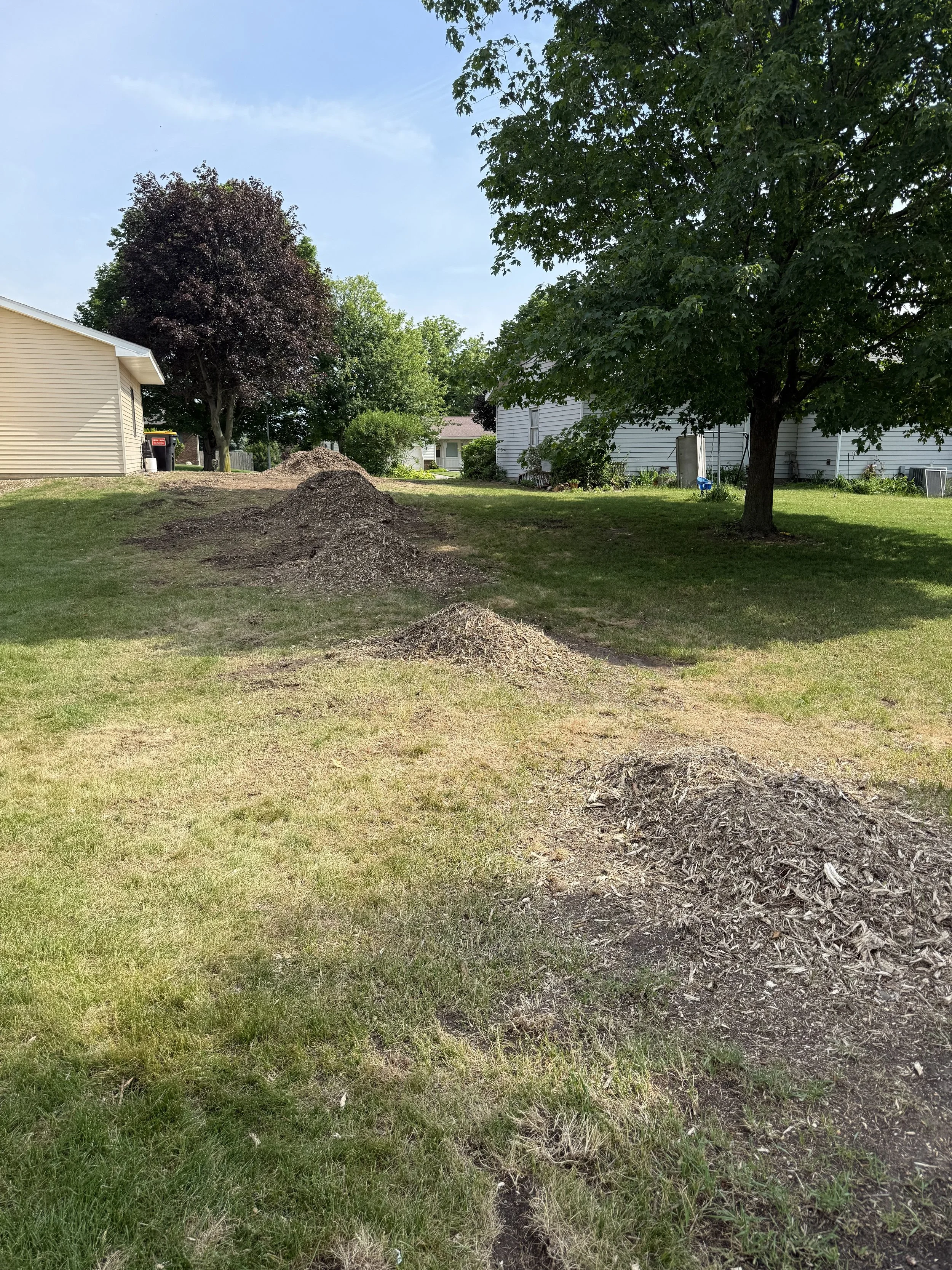 Yard with large green trees, patches of soil, a house in the background, and a clear blue sky.