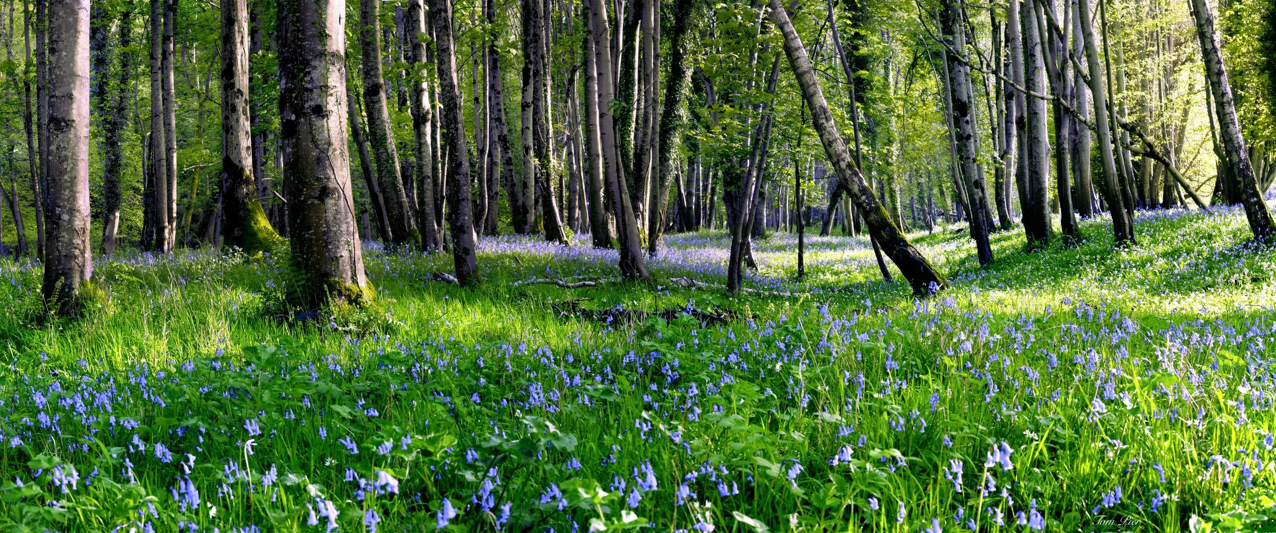 "Blue Forest" 'Powerscourt Estate