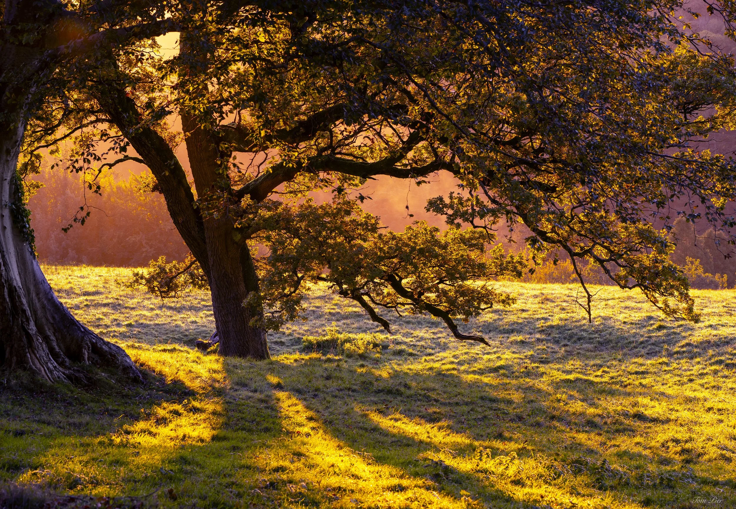 "Golden Hour" Powerscourt Estate