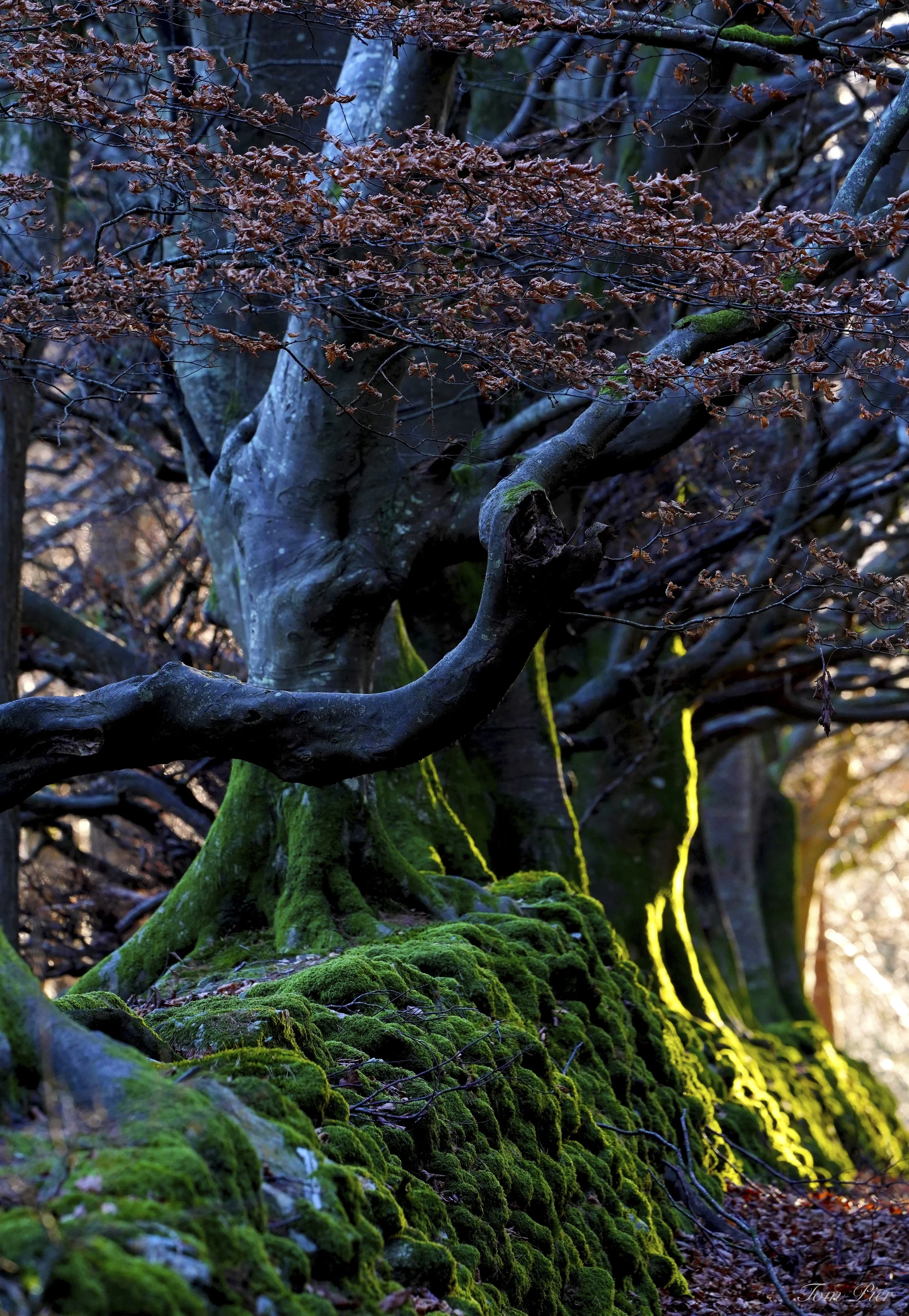 "Roots of Eternity".Crone Woods