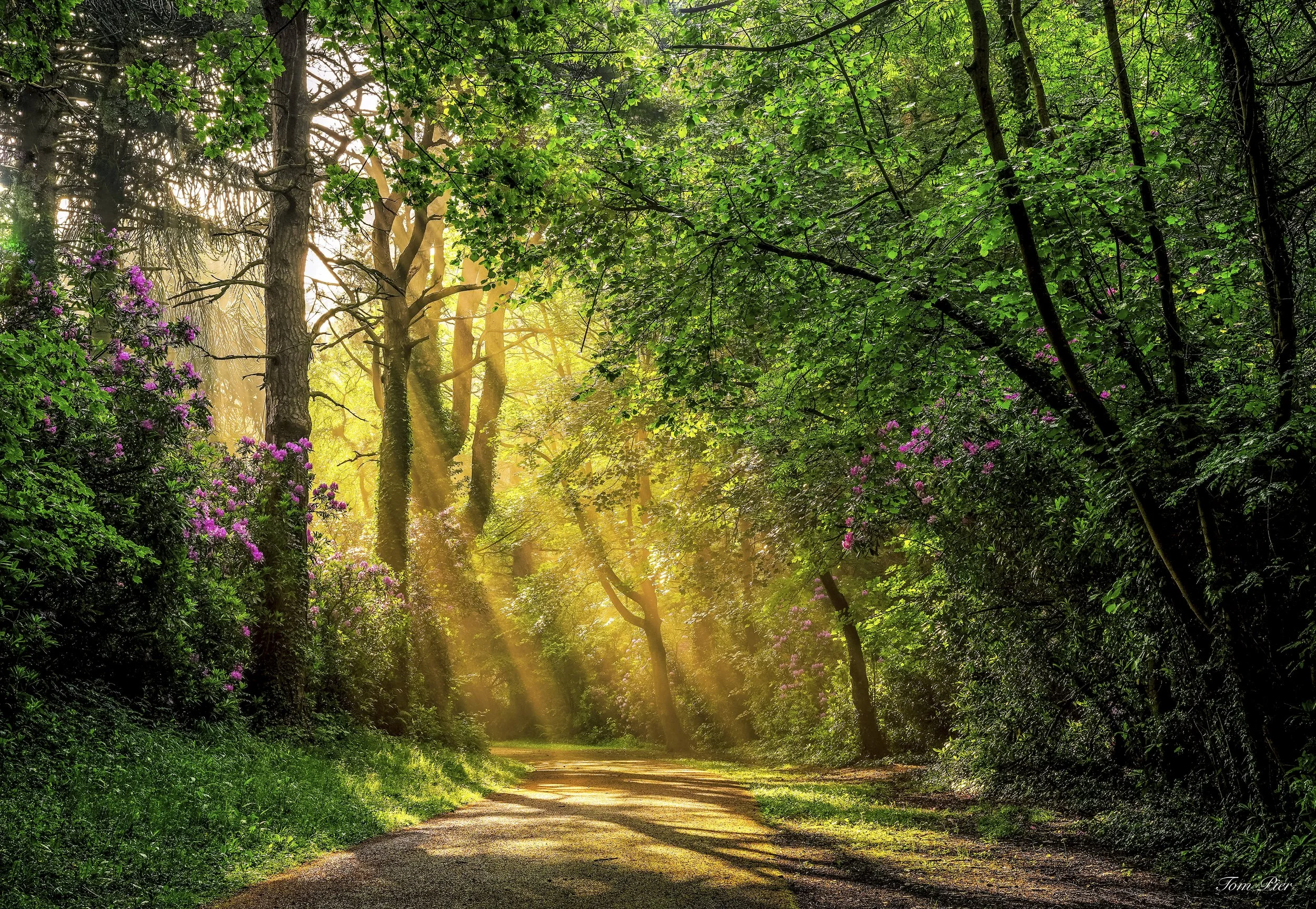 "Spring Glow" Powerscourt Estate