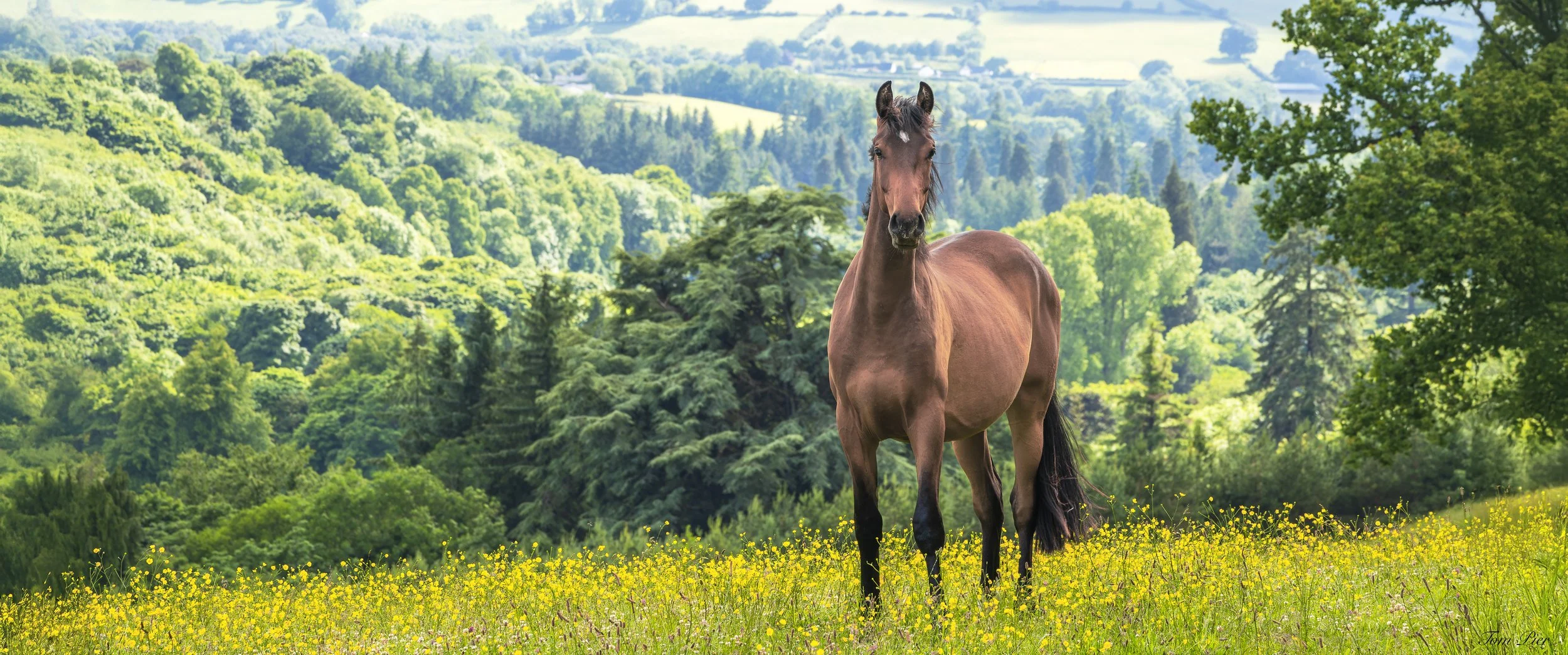 "Peace of Nature" Powerscourt Estate