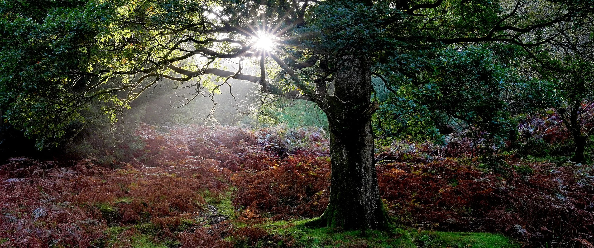 "Magic Forest" Enniskerry