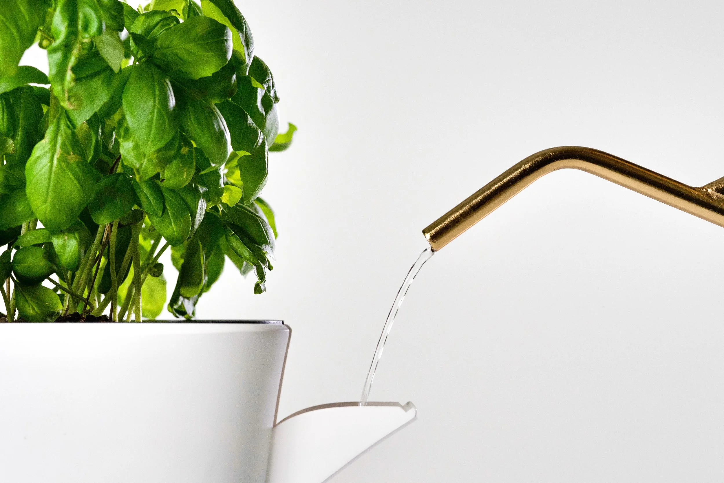 Botanium Vega_watering.JPG