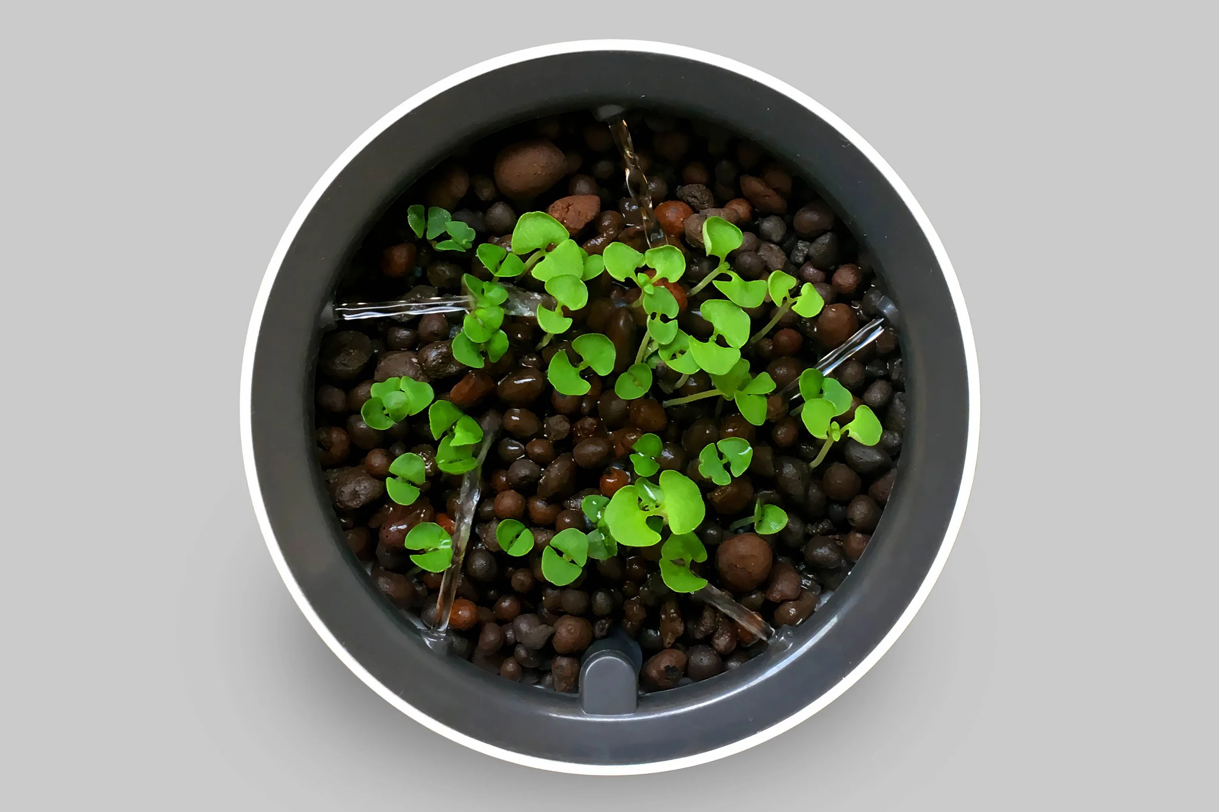 Hydro_basil grey.jpg