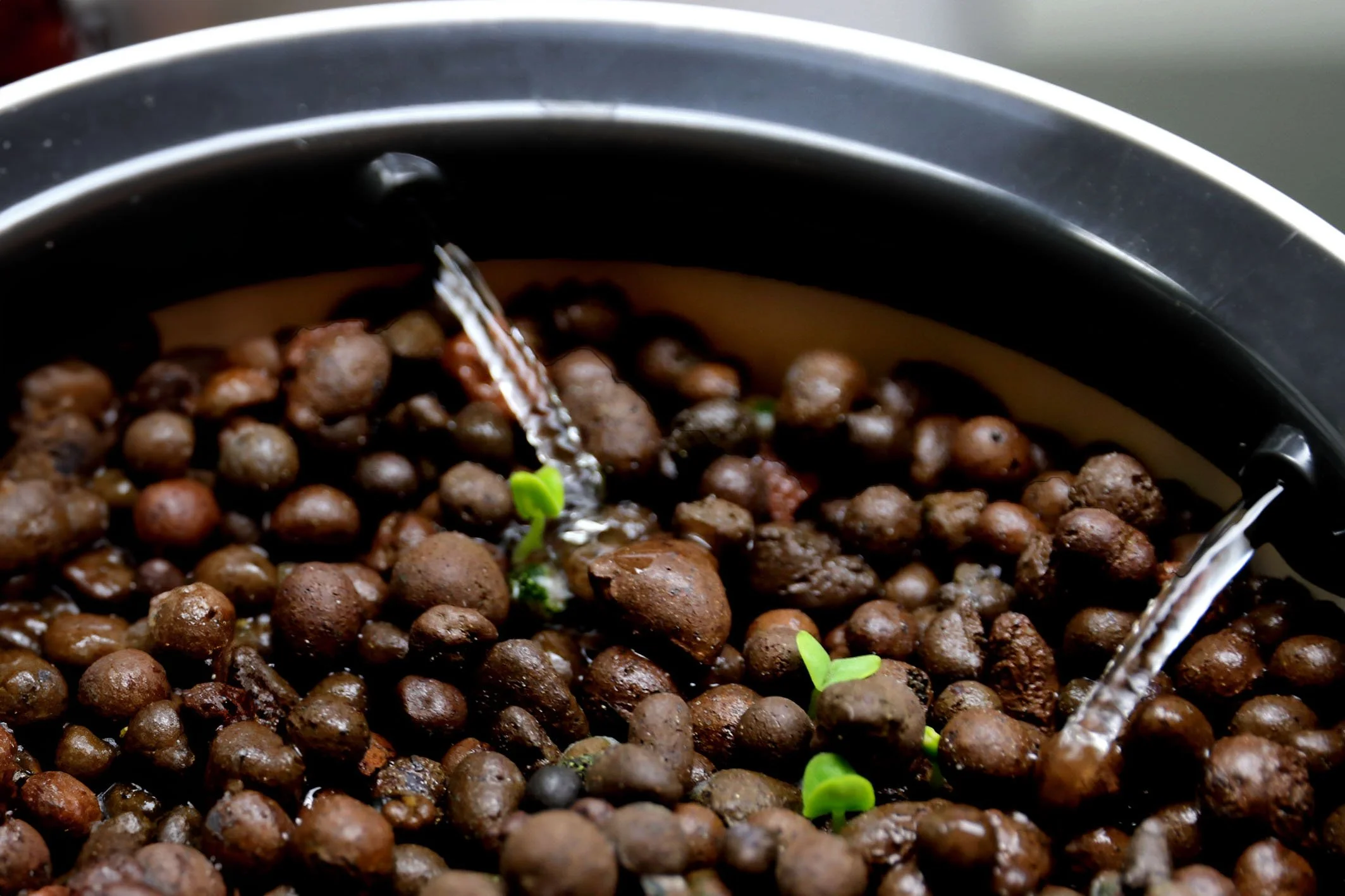 closeup_basil 2-3.jpg