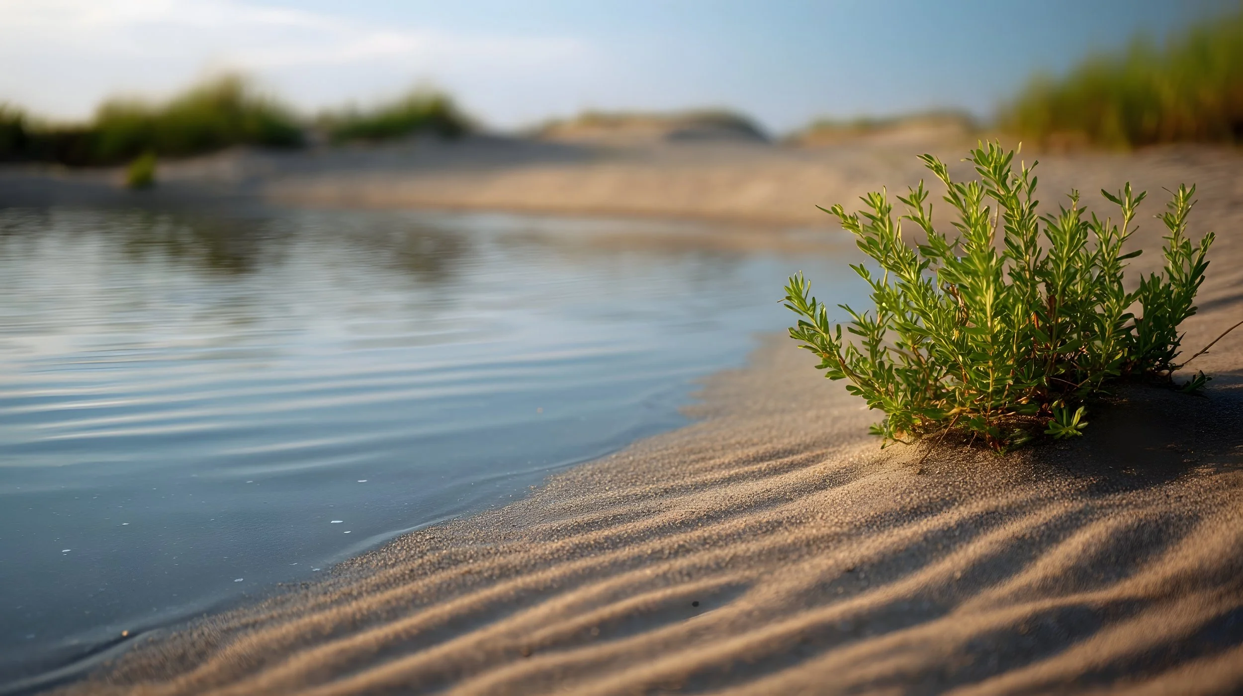 Close-up of green plant growing on sandy beach next to water with blurred background of more plants and sandy area.