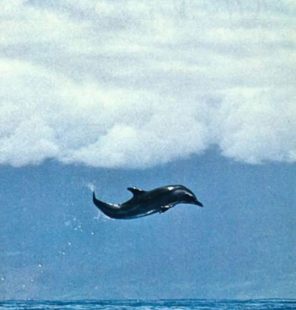 Mood board for our first ever kids collection 🐬

Carefree Kids coming June 2026.