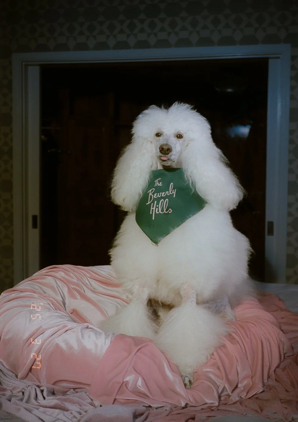 A white poodle with a fluffy coat sitting on a pink satin bedspread, wearing a green bandana that says "The Beverly Hills." The room has dark walls and a sliding door in the background.