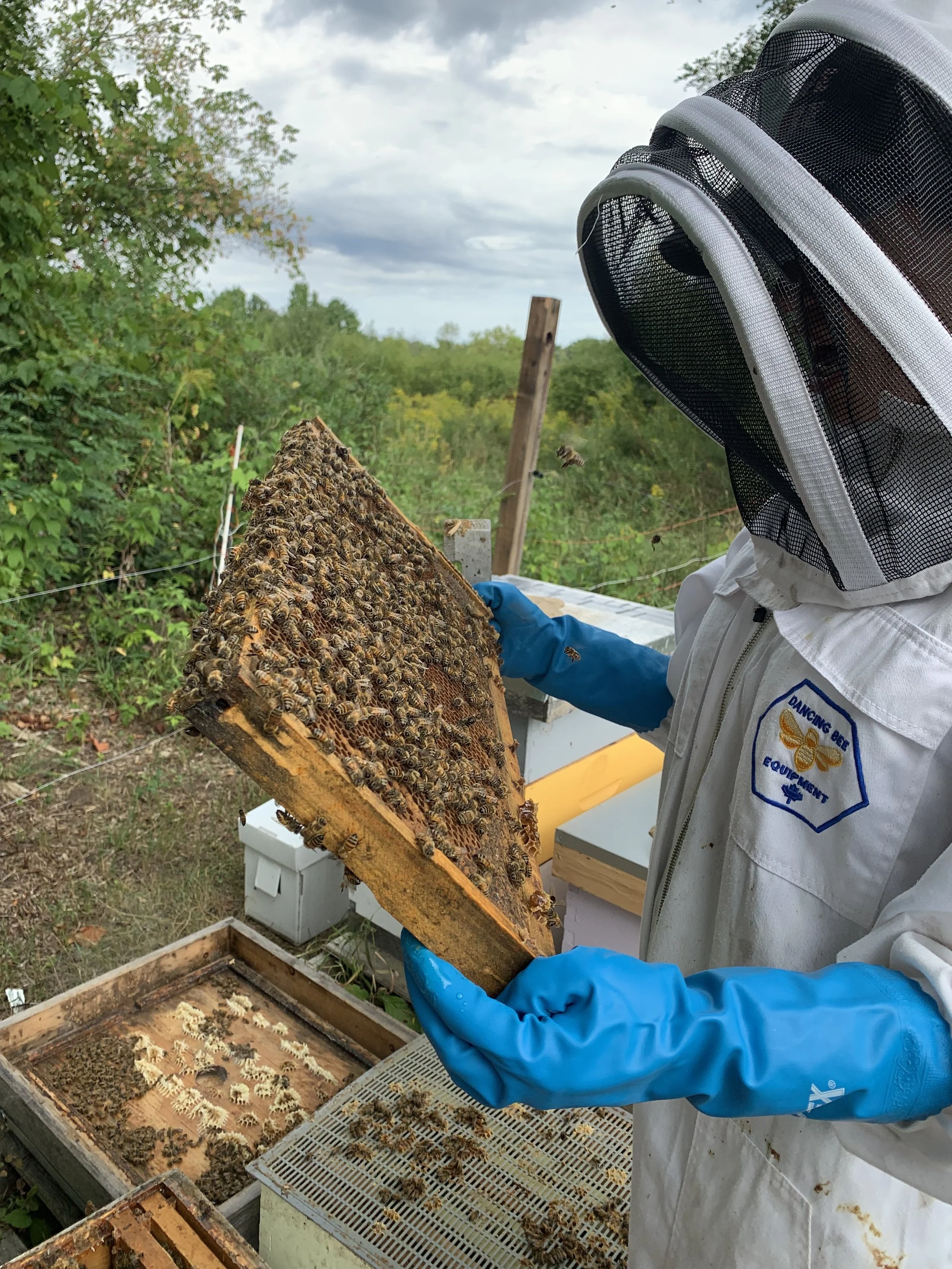 A beekeeper wearing protective gear inspecting a honeycomb frame filled with bees outdoors.