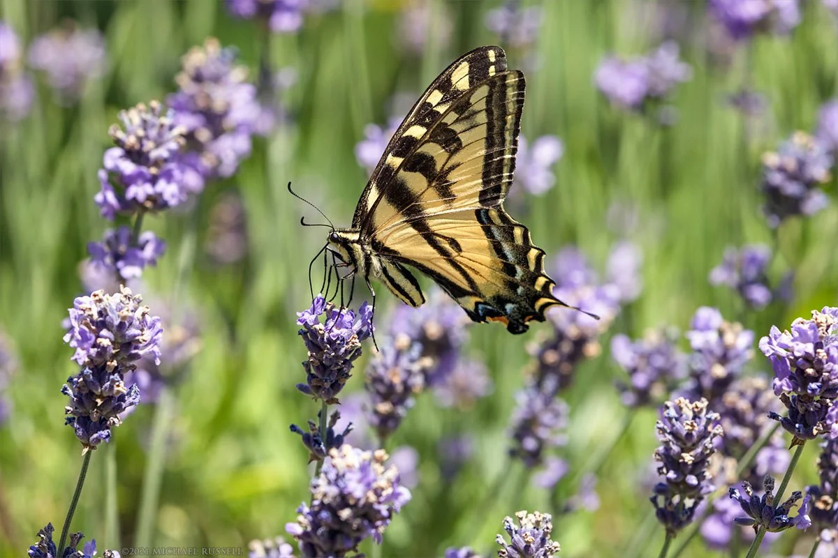 A butterfly perched on a lavender flower in a field of lavender.