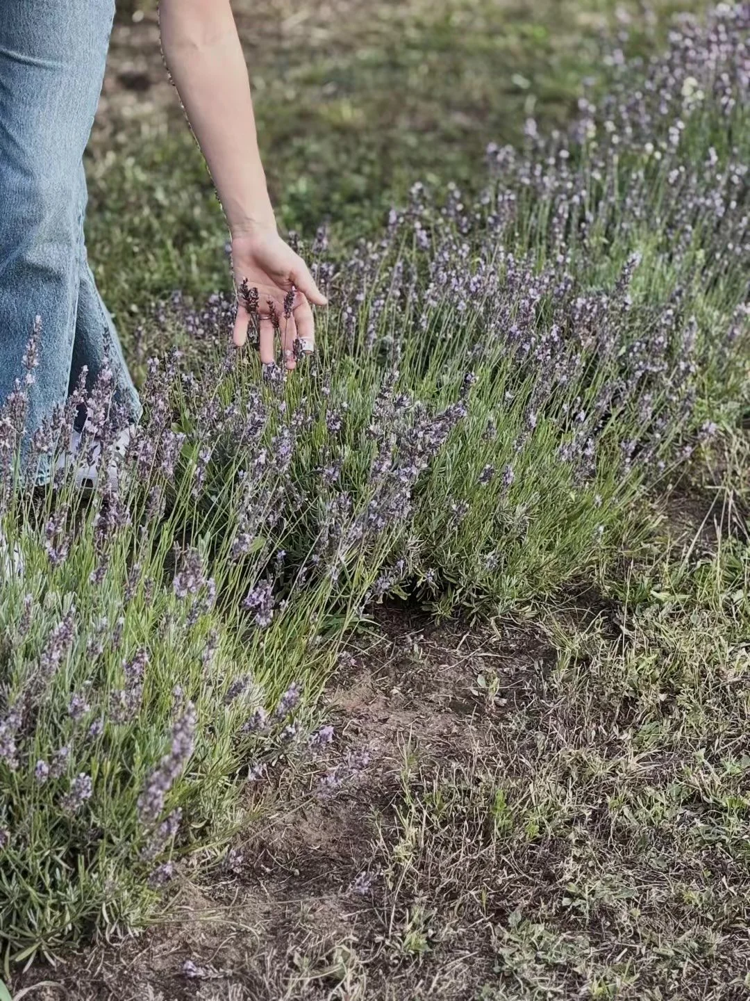 Reaching down to touch lavender flowers in a garden