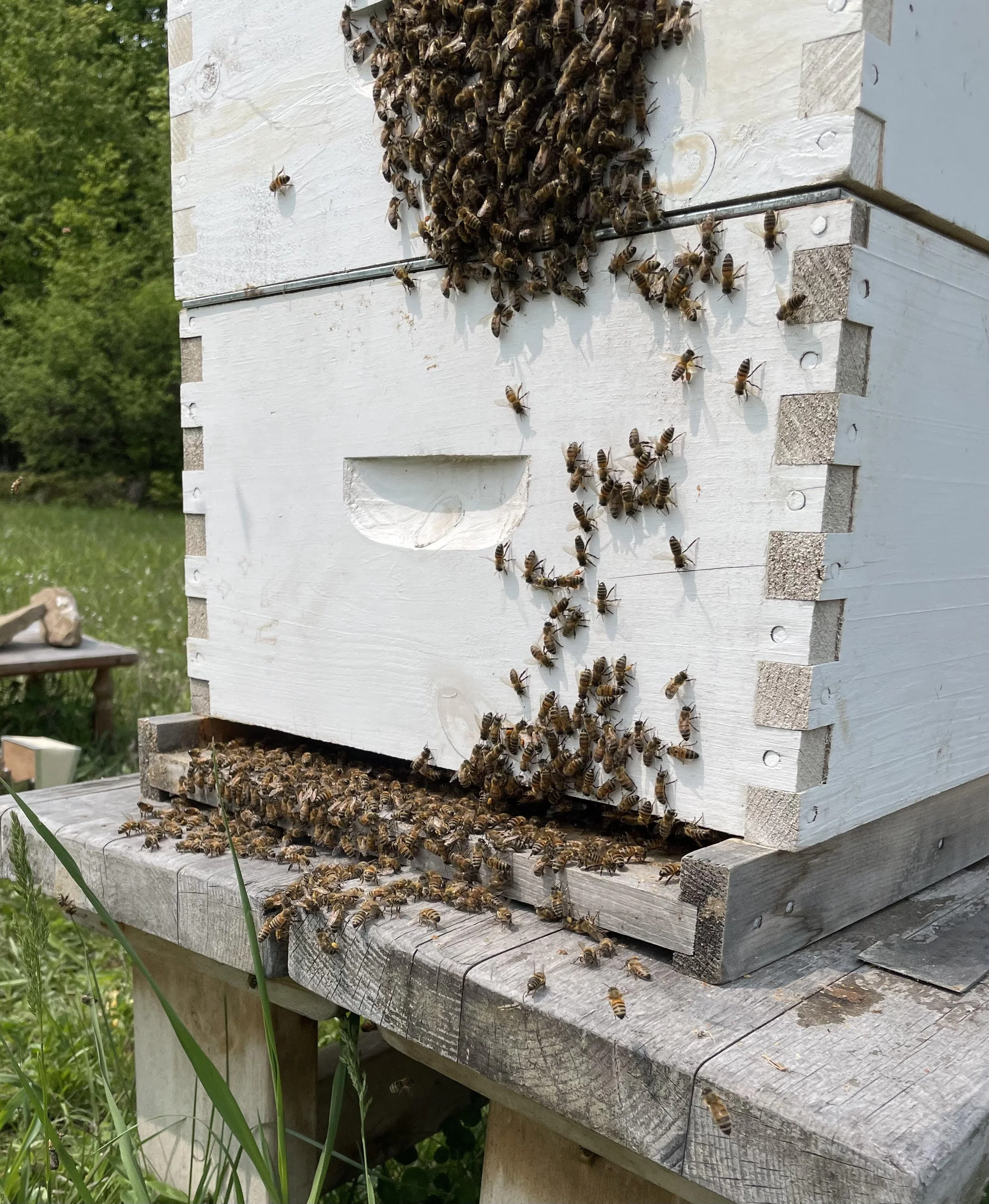 A beehive with bees entering and exiting the hive, mounted on a wooden stand outdoors.
